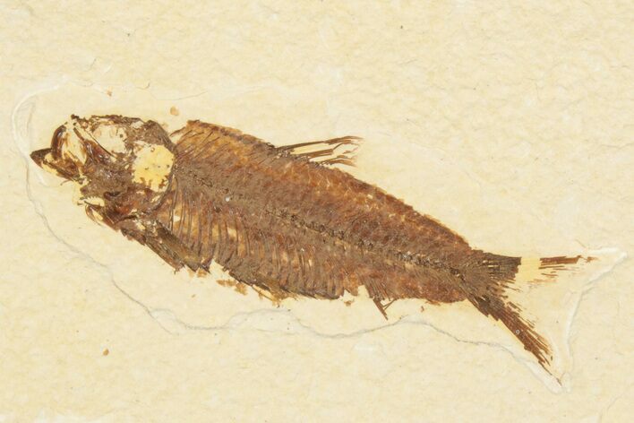 Detailed Fossil Fish (Knightia) - Wyoming #186477